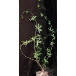 Ipomoea platense 5-inch pots