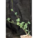 Ipomoea platense one-gallon pots