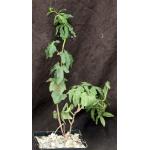 Ipomoea platense 4-inch pots