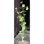 Ipomoea teotitlanica 4-inch pots