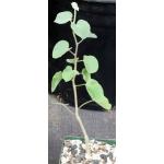 Ipomoea teotitlanica 4-inch pots
