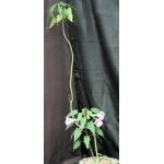 Ipomoea carnosa 10-inch pots