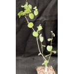 Ipomoea teotitlanica 5-inch pots