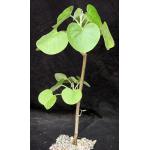 Ipomoea hildebrandtii (Voi, Kenya) 5-inch pots