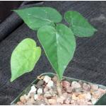 Jacaratia corumbensis 4-inch pots