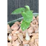 Jacaratia corumbensis 4-inch pots