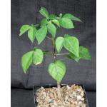 Jacaratia corumbensis 5-inch pots