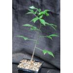 Jacaratia corumbensis 5-inch pots