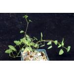 Jarilla heterophylla (JS 1979) 3-inch pots