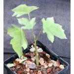 Jarilla chocola (JS 1975) 4-inch pots