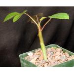 Jatropha gossypiifolia 4-inch pots
