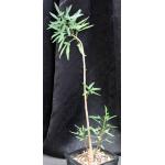 Jatropha capensis one-gallon pots