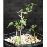 Jatropha cardiophylla one-gallon pots