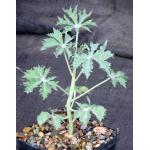 Jatropha cathartica 5-inch pots