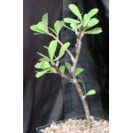 Jatropha dioica one-gallon pots