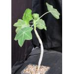Jatropha humbertiana 5-inch pots