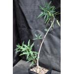 Jatropha capensis one-gallon pots