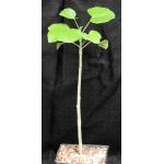 Jatropha cinerea one-gallon pots