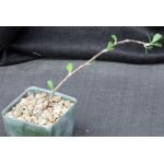 Jatropha dioica 4-inch pots