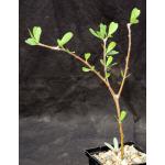 Jatropha dioica 5-inch pots