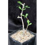 Jatropha dioica one-gallon pots