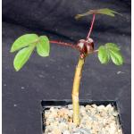 Jatropha gossypiifolia 5-inch pots