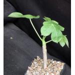 Jatropha macrocarpa 5-inch pots