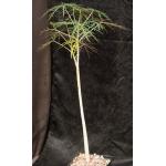 Jatropha multifida one-gallon pots