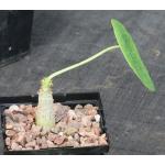 Jatropha podagrica (yellow flowers) 5-inch pots