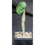 Jatropha podagrica 5-inch pots
