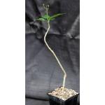 Jatropha varifolia 5-inch pots