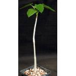 Jatropha vernicosa 4-inch pots