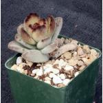 Kalanchoe tomentosa cv Teddy Bear 4-inch pots