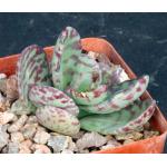 Kalanchoe humilis 4-inch pots