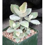 Kalanchoe beharensis cv Fang 4-inch pots