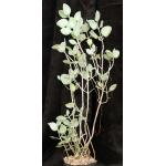 Kalanchoe bracteata one-gallon pots