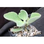 Kalanchoe citrina 4-inch pots