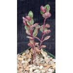 Kalanchoe cv Blood Diamond 4-inch pots