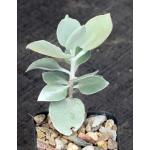 Kalanchoe hildebrandtii 2-inch pots