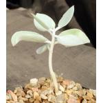 Kalanchoe hildebrandtii 3-inch pots