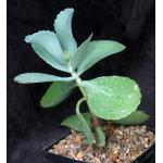 Kalanchoe marmorata one-gallon pots