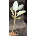 Kalanchoe orgyalis 5-inch pots