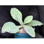 Kalanchoe synsepala var. synsepala 8-inch pots
