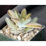 Kalanchoe tomentosa cv Chocolate Soldier 3-inch pots