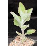 Kalanchoe beharensis cv Fang 5-inch pots