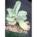 Kalanchoe citrina 5-inch pots