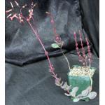 Kalanchoe cv Blood Diamond 4-inch pots