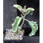 Kalanchoe cv Fire Rainbow 5-inch pots