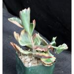 Kalanchoe cv Fire Rainbow 4-inch pots