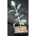Kalanchoe hildebrandtii 5-inch pots
